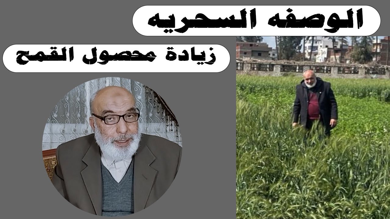 الوصفه السحرية لإنتاج محصول عالي من القمح | زراعة القمح