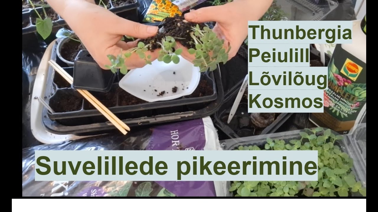 Suvelillede ettekasvatus ja pikeerimine