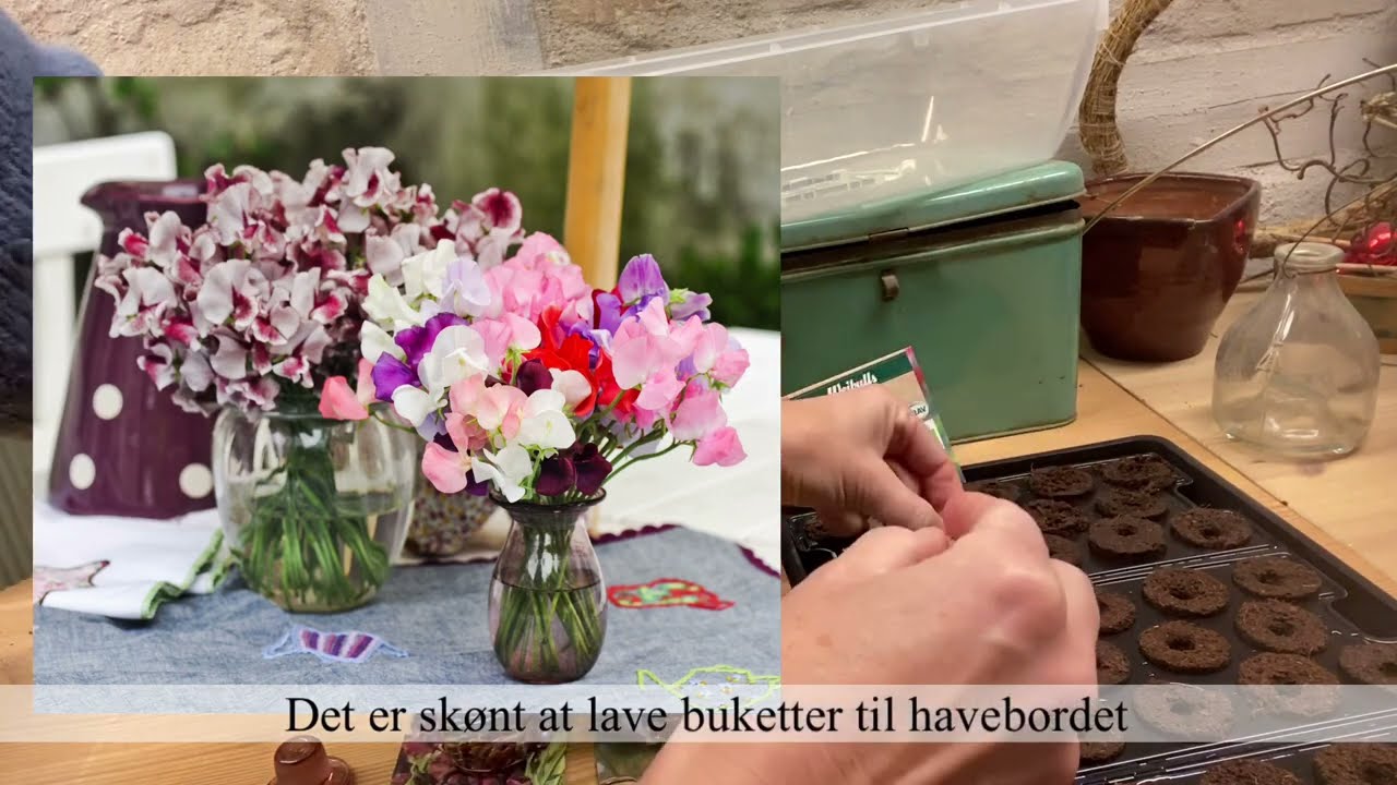 Sådan sår du ærteblomster