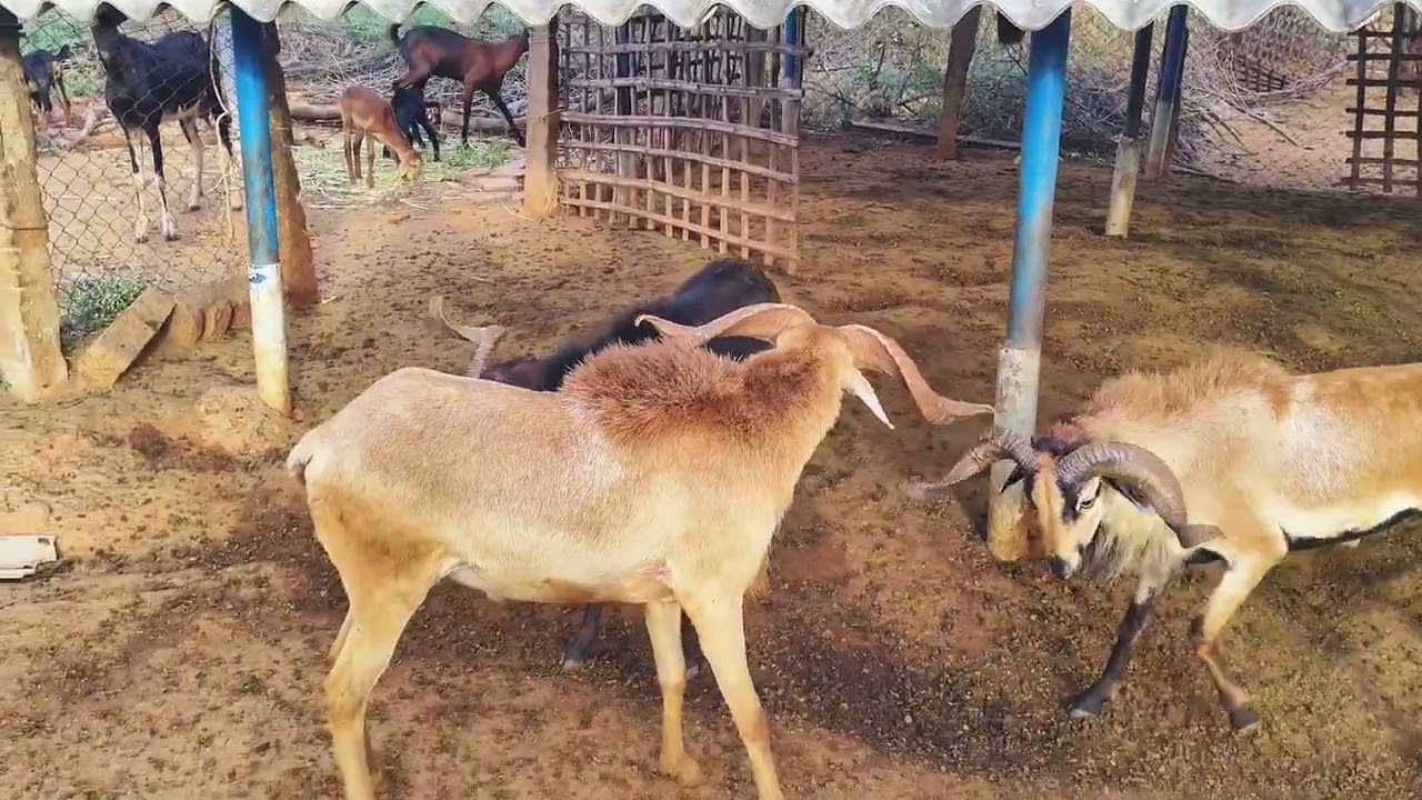 கிடாக்களின் வீர சண்டை. ஒருவனுக்கு ஒருவன் குறைந்தவன் அல்ல #goat #goatfighting #ஆடு