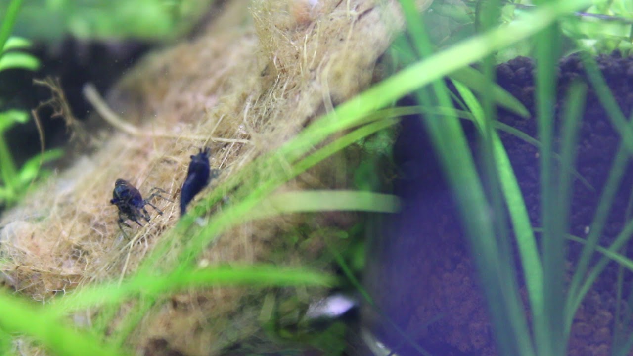 Dream Blue Velvet Shrimp feasting on Indian Almond Leaves