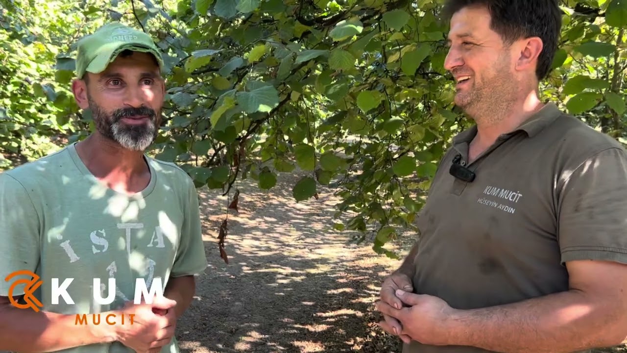 25 Ton Fındığı Ailecek Topluyorlar❗️Kummucit Fındık Toplama Makinesi