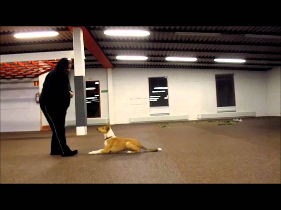 Smooth Collie Enda 6 months, obedience training