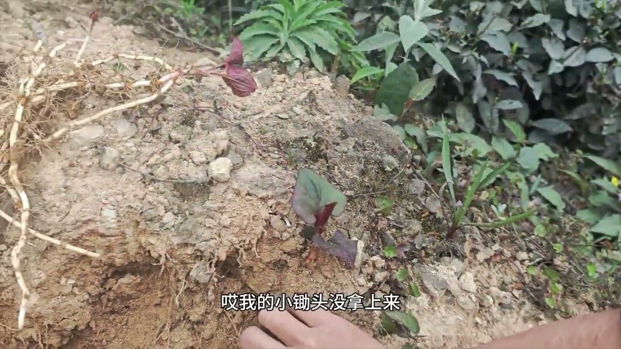 忙碌了一天的张师傅做了三菜一汤#农村生活#记录生活 #猫咪   #种地