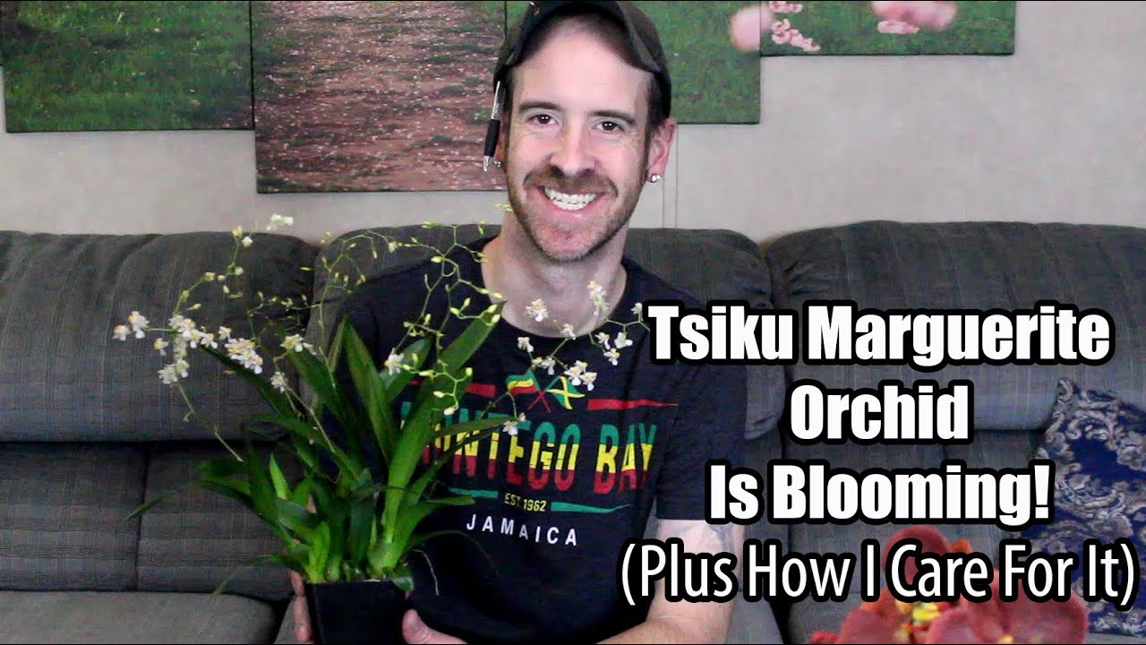 Tsiku Marguerite Orchid (How I Care for Mine)