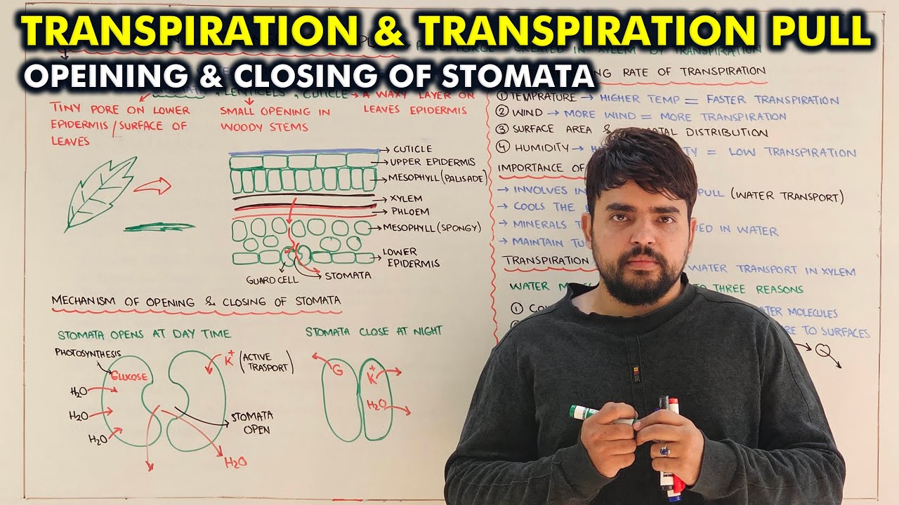 Transpiration in Plants | Stomata Opening & Closing | Factors, Importance & Transpiration Pull