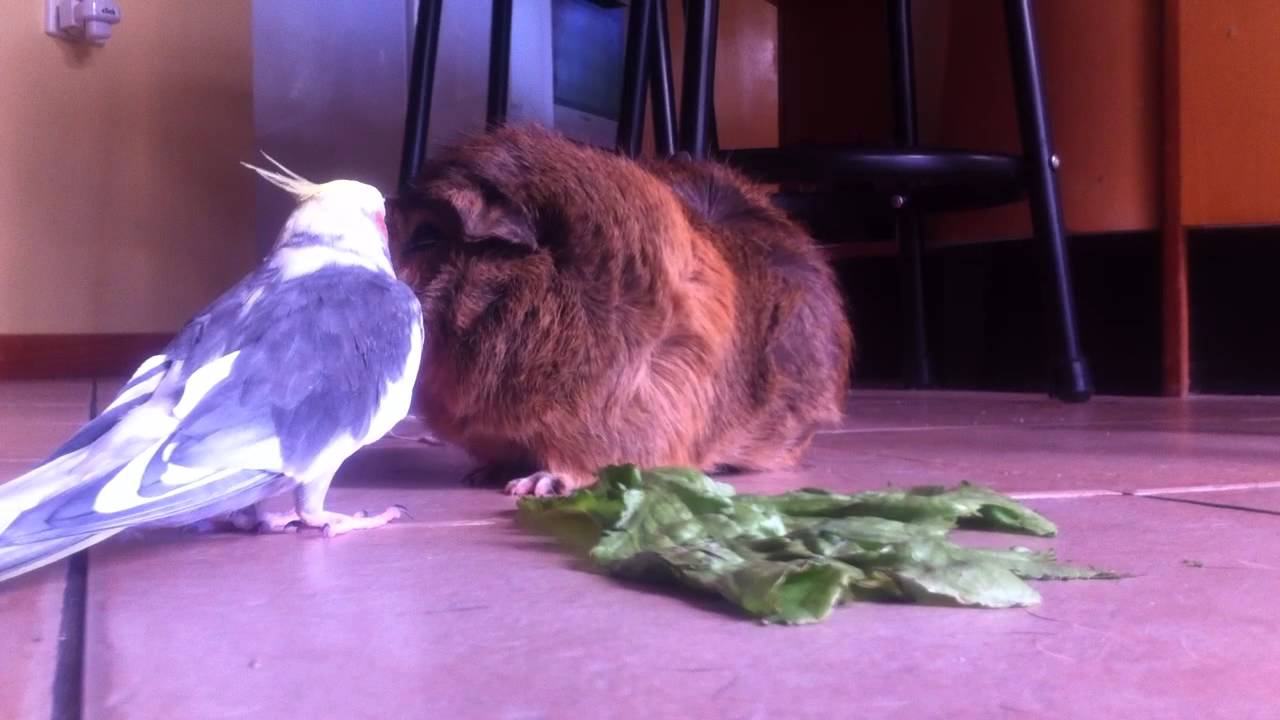 Guinea pig meets cockatiel.