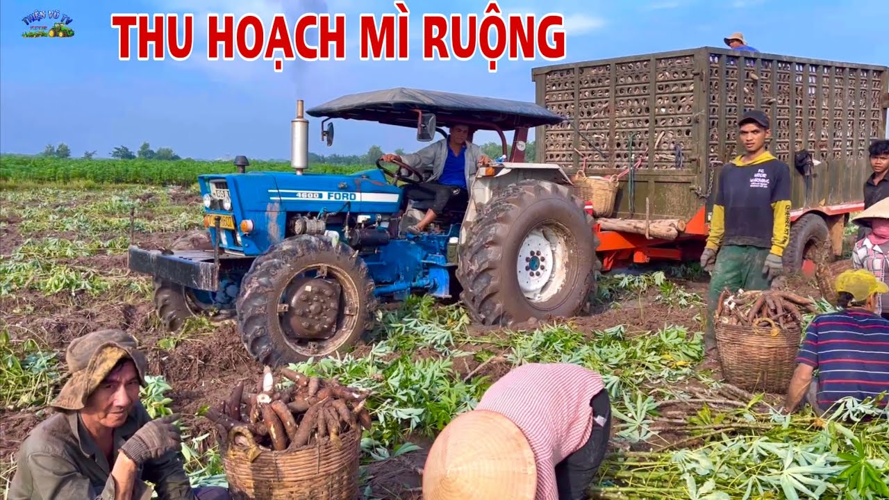 Máy cày ford 4600 rất đẹp lên cầu trước chở củ mì ở tây ninh, thiện vũ tv