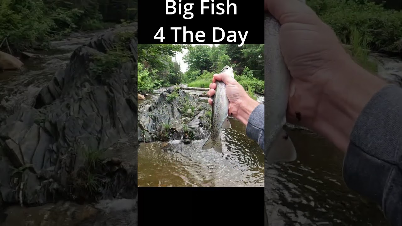 Biggest Trout for the day.  Nice Rainbow trout in Canada  #fishing #trout