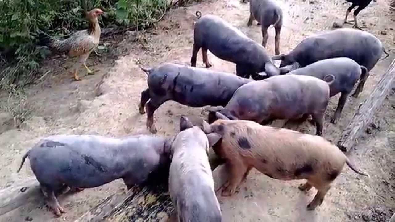 Criação de porcos do sitio.