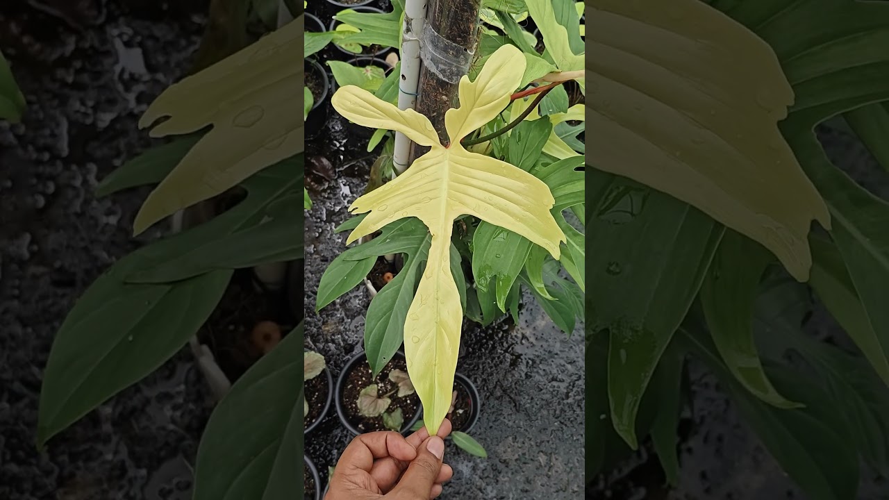 philodendron Florida ghost 