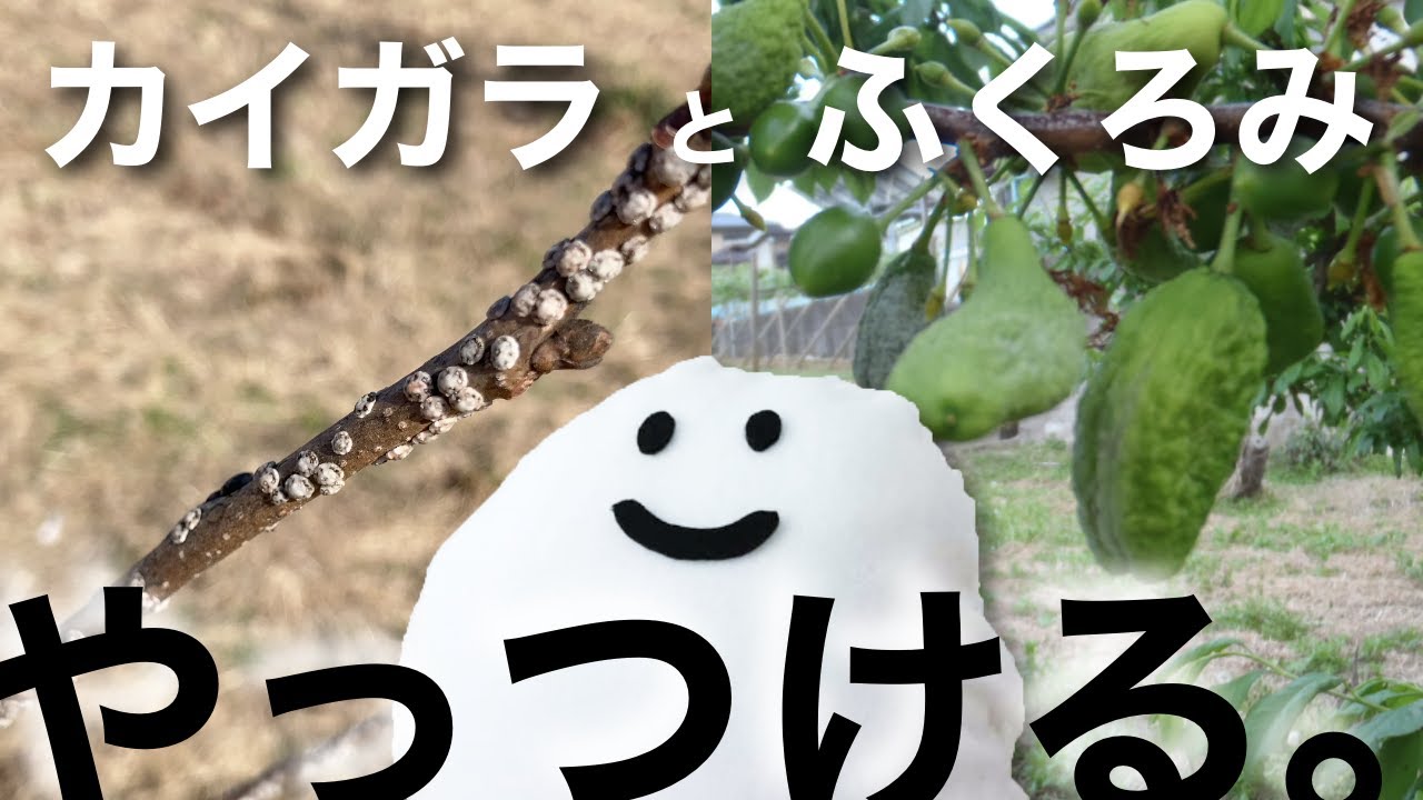 【最も効果あり】ふくろみ病とカイガラムシ対策の防除をしました。（すももの２月防除）