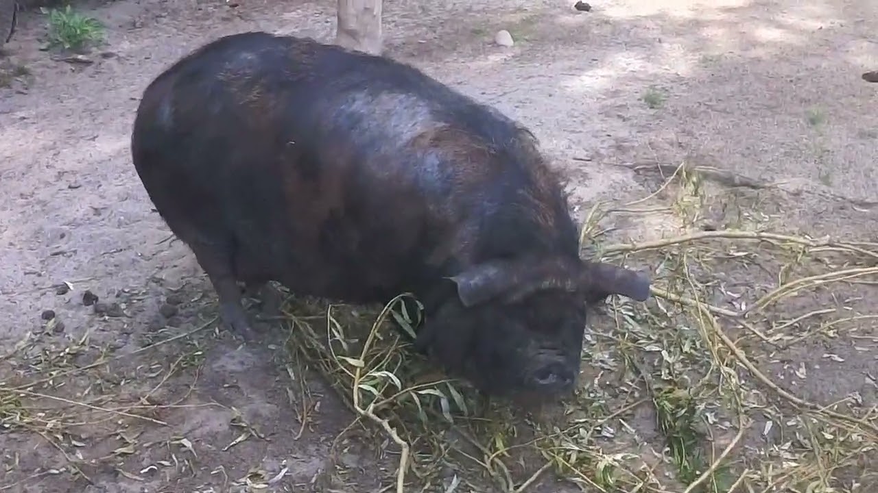 Zoo Stralsund 