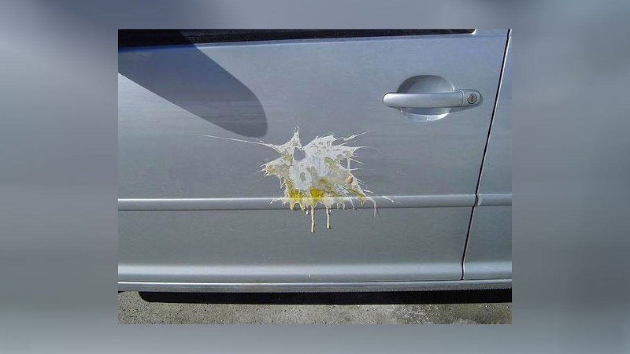$50 reward for egging suspect in Pulaski County