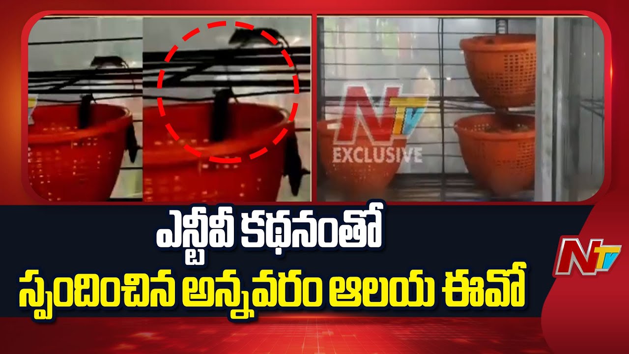 అన్నవరం ప్రసాదంలో ఎలుకలు రావడంపై ఈవో  సీరియస్ | Temple EO React on Rats in Annavaram Prasadam | NTV