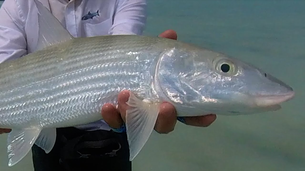 Awful weather, incredible fly fishing.  The bonefish trip that almost wasn't.