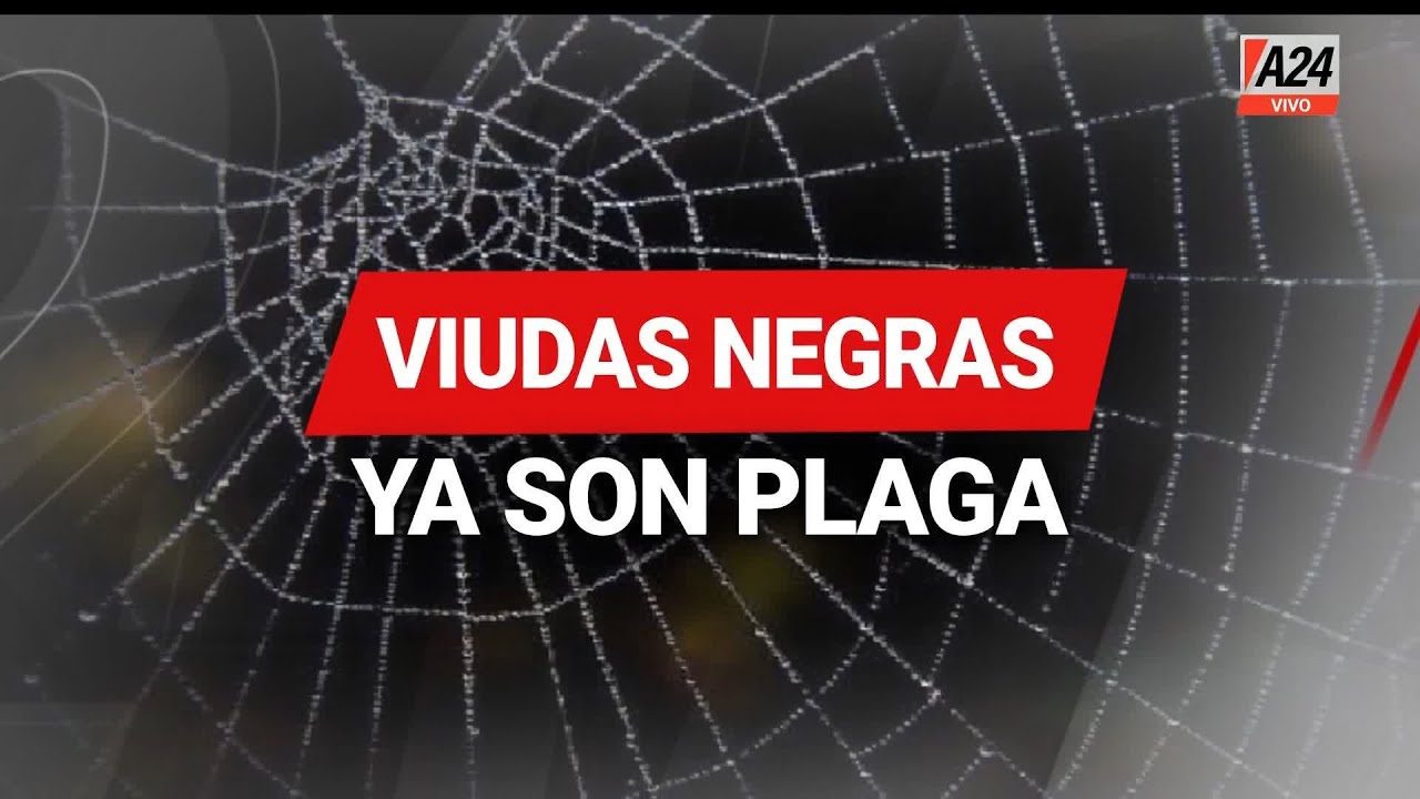 Viudas Negras, ya son plaga - #ElNotiDeA24 19/04/2022