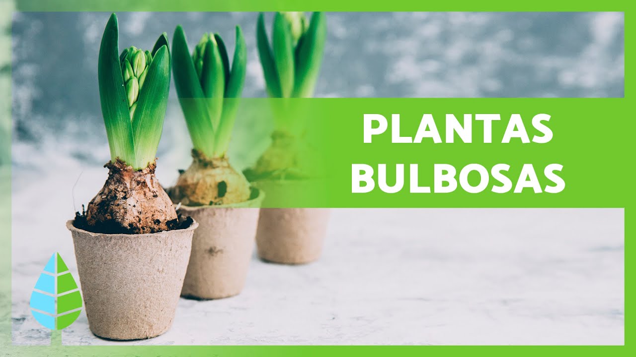 7 PLANTAS de BULBOS 🌷🧅 + Caracter&iacute;sticas y Reproducci&oacute;n