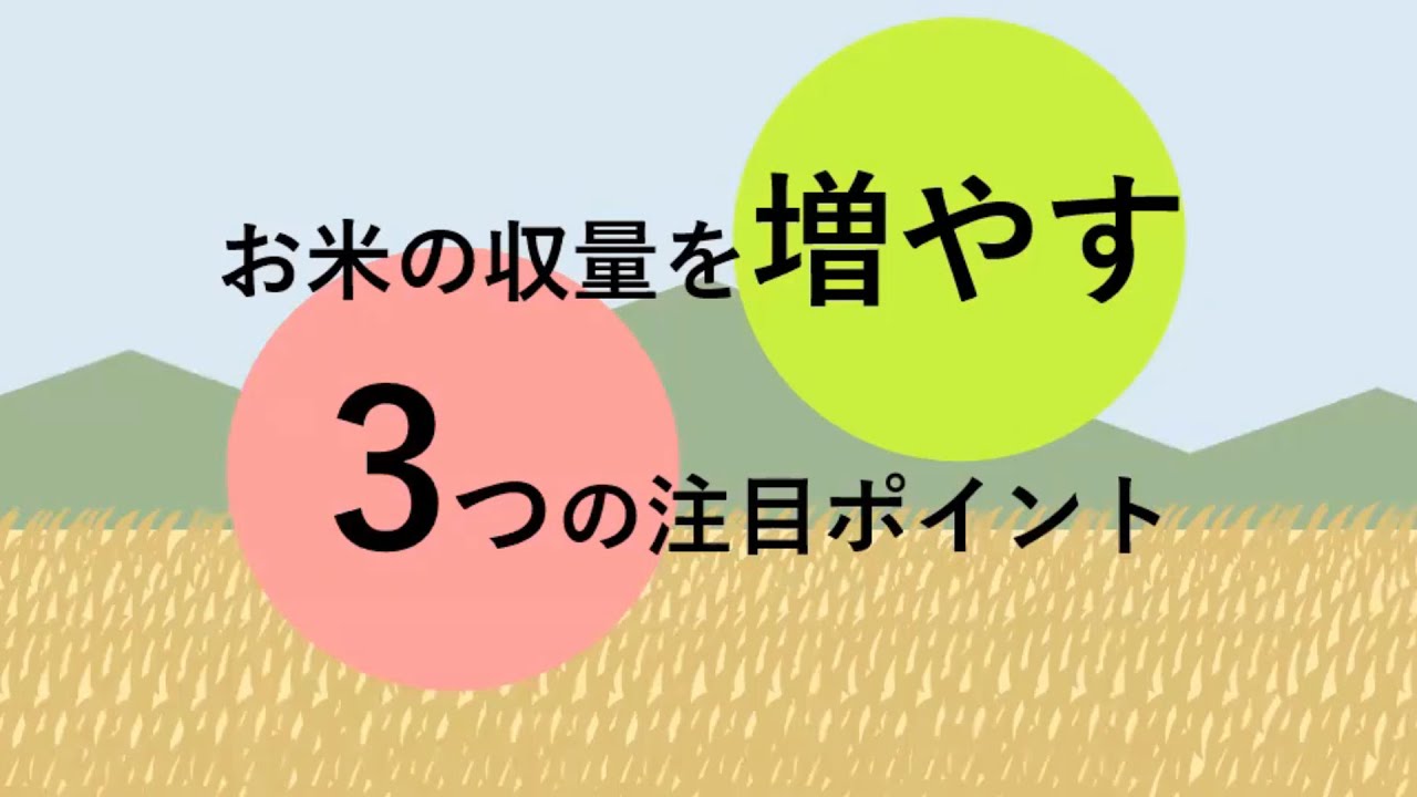 お米の収量を増やすポイント