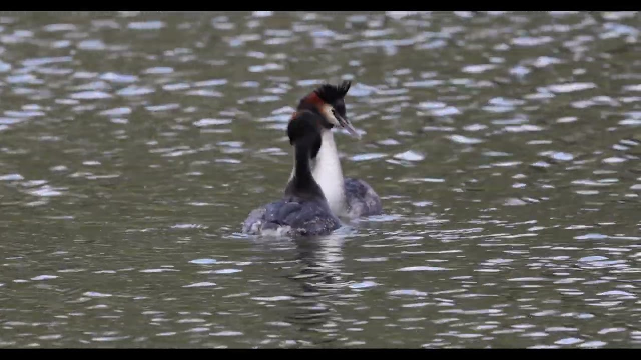 Great crested grebe 