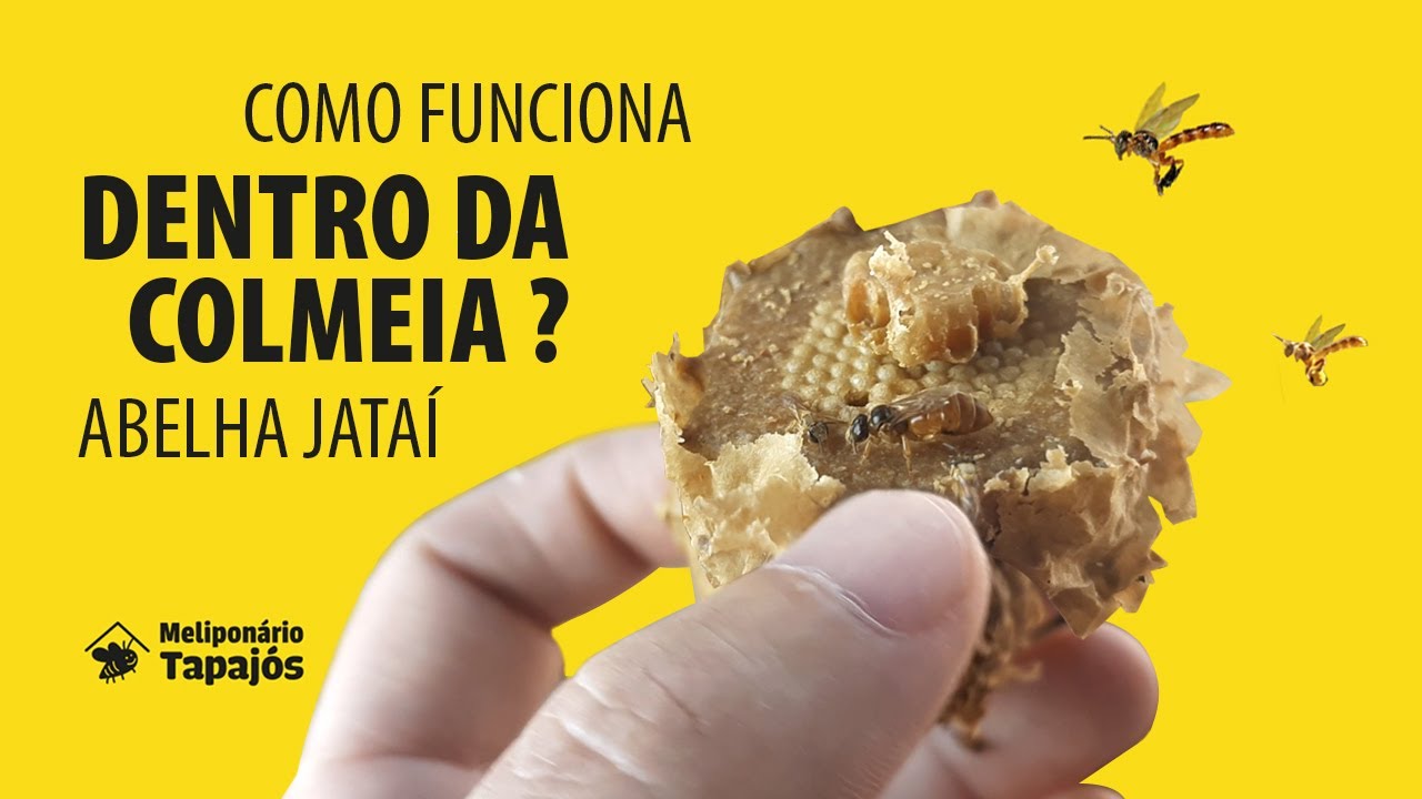 Como funciona DENTRO da COLMEIA das abelhas Jataí?