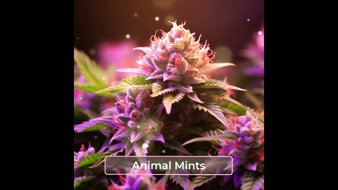 𝗔𝗻𝗶𝗺𝗮𝗹 𝗠𝗶𝗻𝘁𝘀