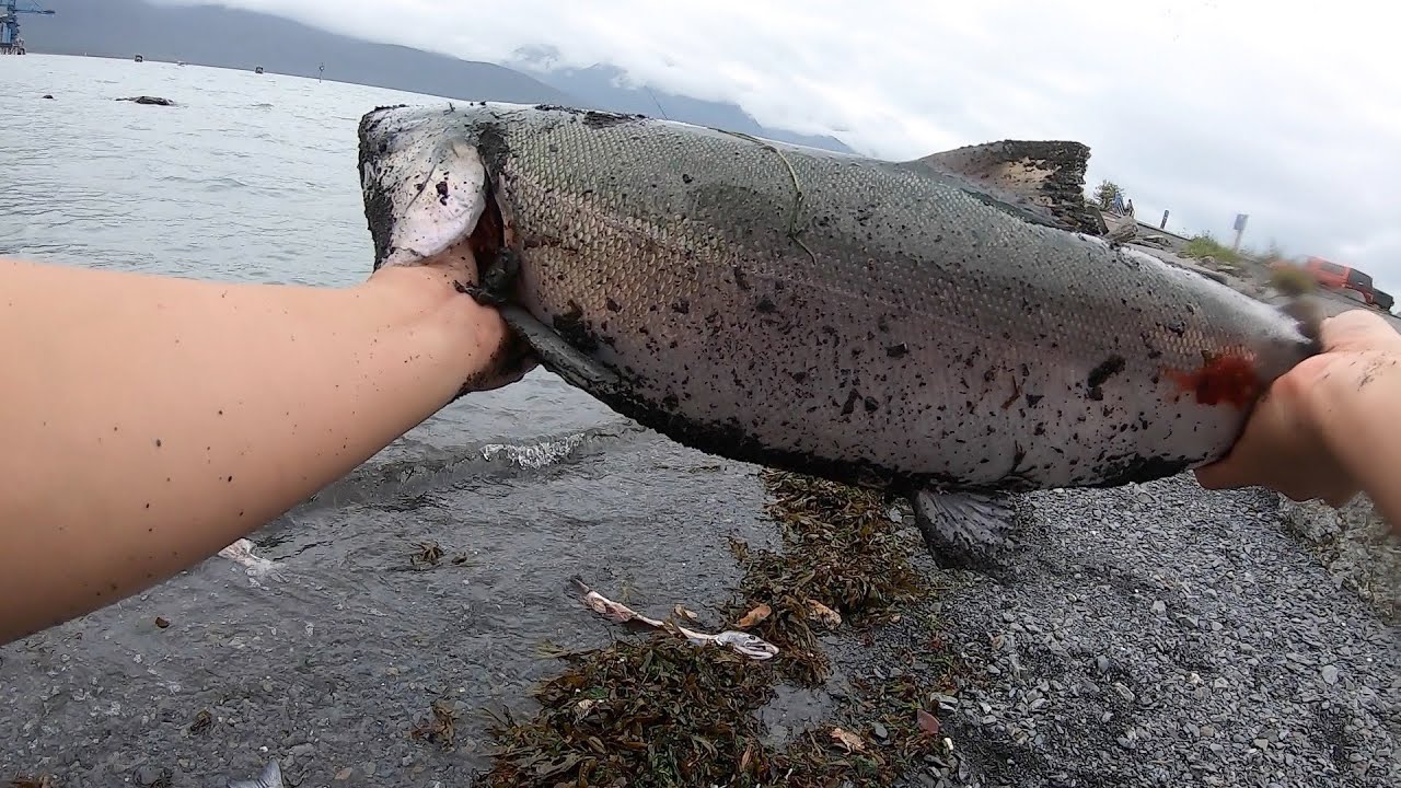 BEST SILVER SALMON FISHING IN ALASKA | SNAGGING COHO IN SEWARD, AK
