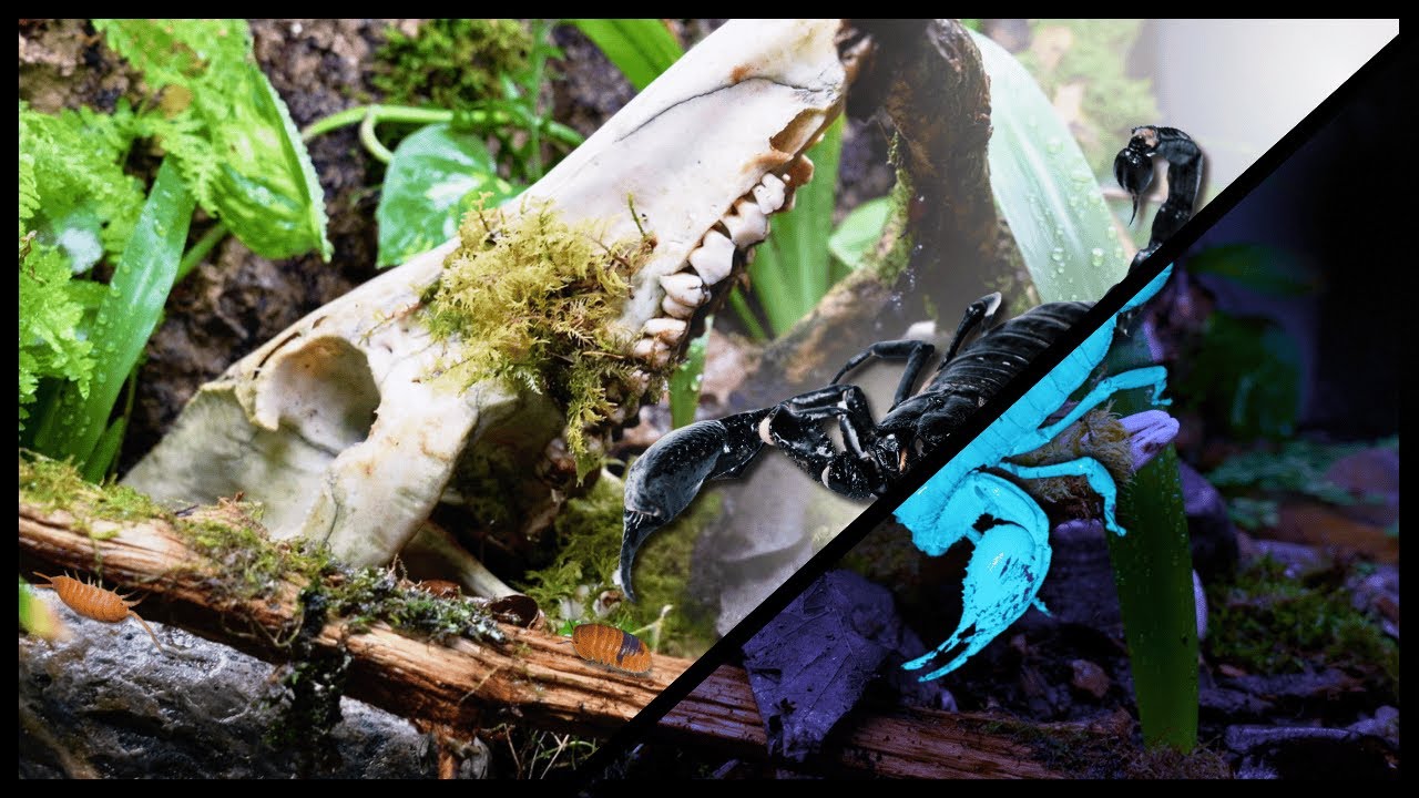 Bioactive Paludairium for an Asian Forest Scorpion
