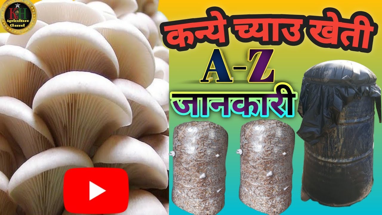 How To Grow Oyster Mushroom ? कन्ये च्याउ खेती कसरी गर्ने ? घरमै व्यवसायीक रुपले च्याउ खेती ???