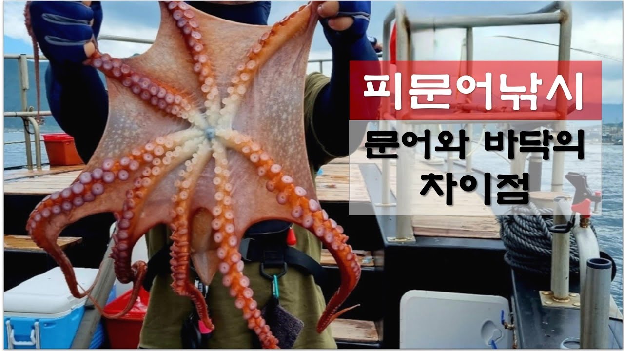 피문어낚시 _ 문어와바닥의차이점 (버저비터히트영상)