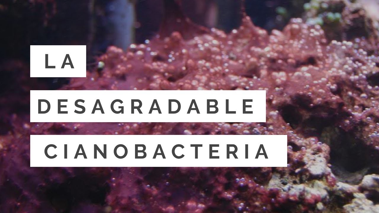 Las Desagradables Cianobacterias