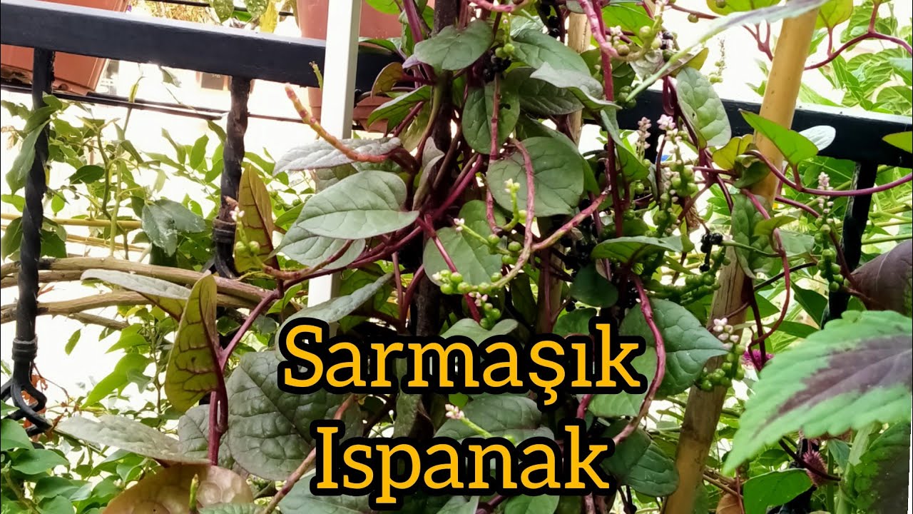 İlginç bitkiler malabar ıspanağı