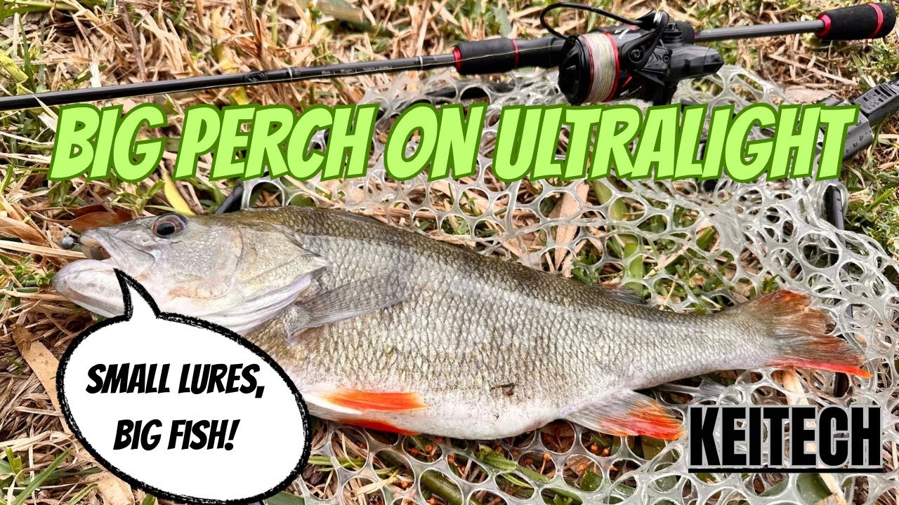 BIG PERCH using small lures and on ultralight.