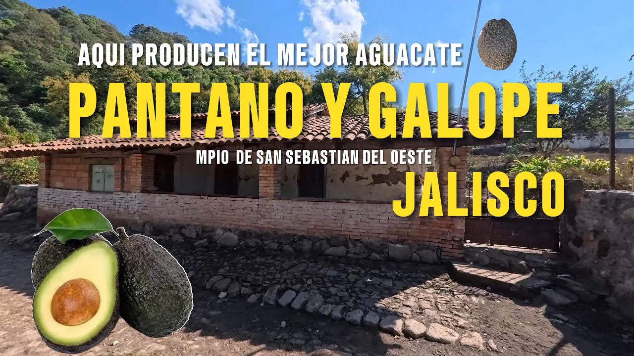 Jalisco se mantiene en 2026 como el segundo mayor productor de aguacate en México,