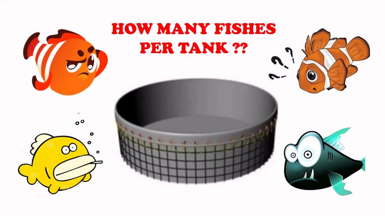 How many fishes per #Biofloc Tank ?How to calculate fish #density per biofloc tank?#Density # Fish
