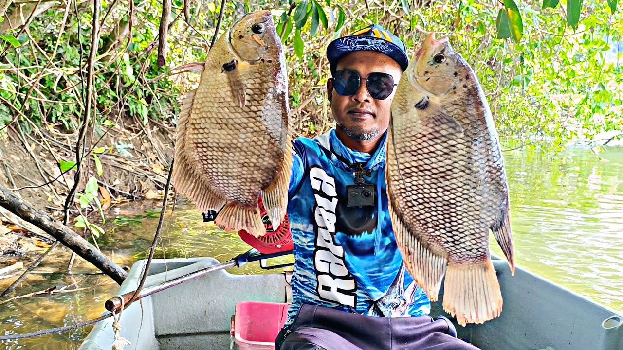 MANCING IKAN KALOI MENGGUNAKAN UMPAN BUAH ARA / MANCING GURAME