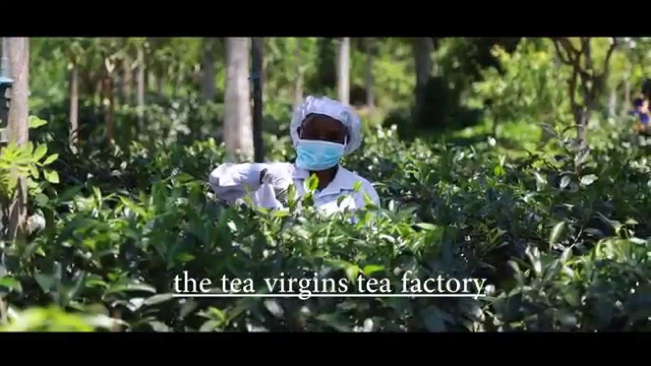 Sri Lanka In Style - The tea virgins tea factory