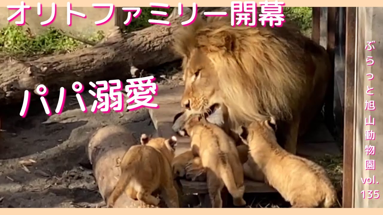 オリトファミリー開園！ライオンのオリト赤ちゃん達にモテモテ！イオとオリトに関係が変化？vol.135@旭山動物園/Lion family opens!Dad is popular w/babaies
