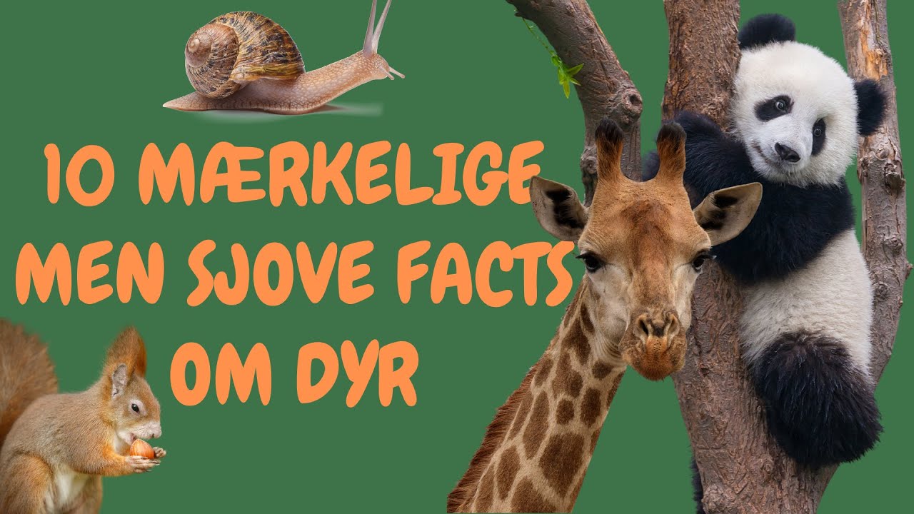 10 m&aelig;rkelige, men sjove facts om dyr | L&aelig;ring for b&oslash;rn