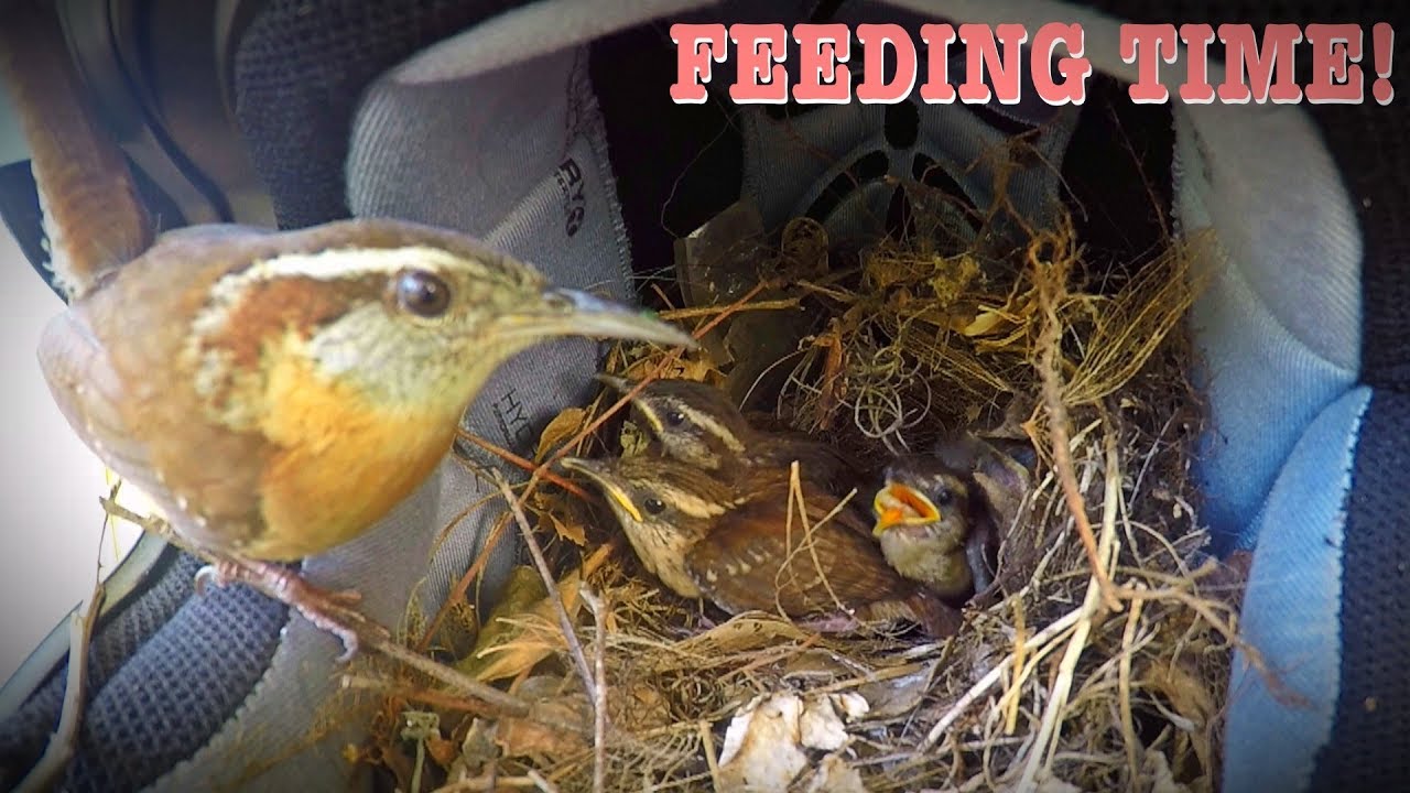 Carolina Wren Feeding Her Babies