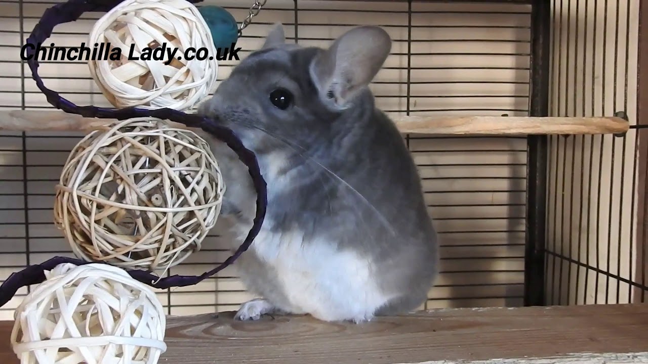 Safe chinchilla toys and hides