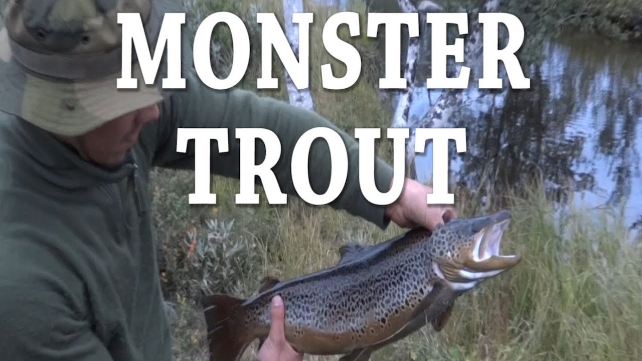Monster trout in Norwegian wilderness / Monster &oslash;rret i norsk villmark