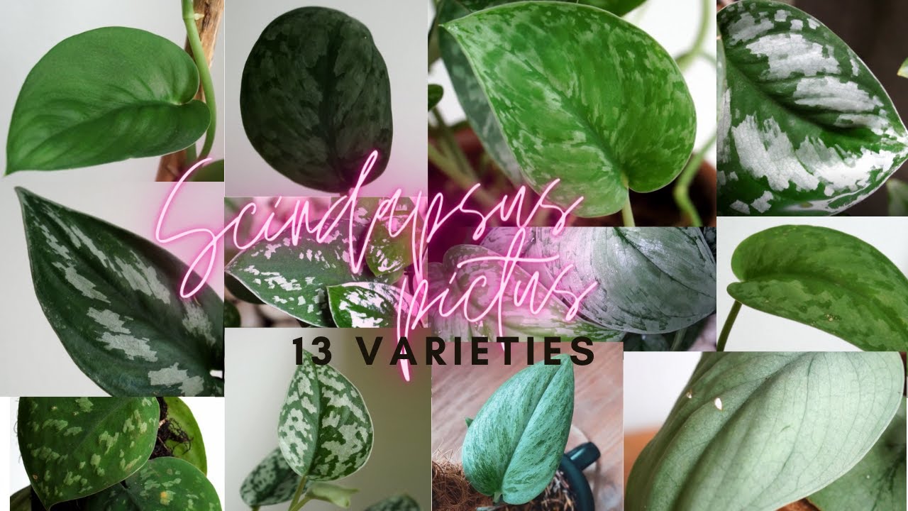 SCINDAPSUS PICTUS - MY ENTIRE COLLECTION [13 macam Scindapsus pictus]