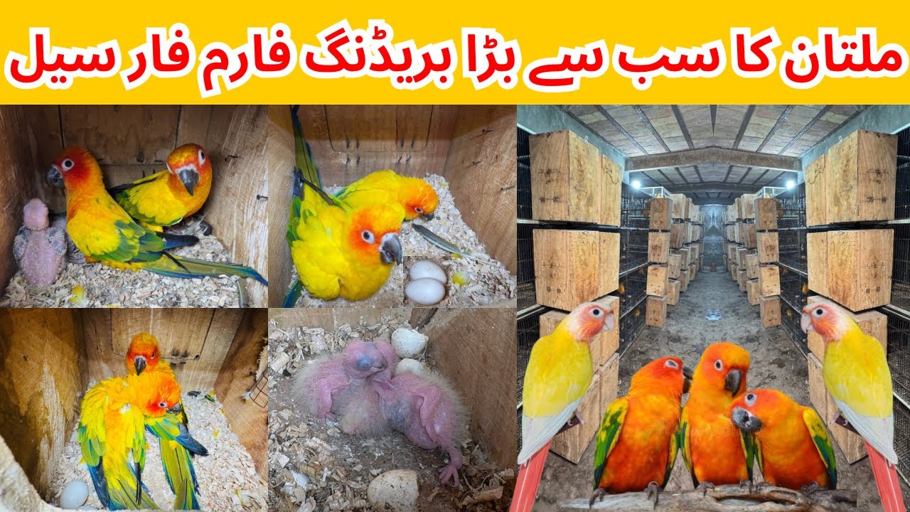 Biggest Breeding Farm in Multan Pakistan | Sun Conure | Sun Cheeck Conure Breeder Pair Available