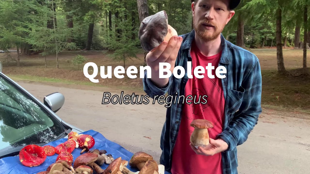 Mushroom Foraging: Mendocino Mushroom Haul and Species Explanation