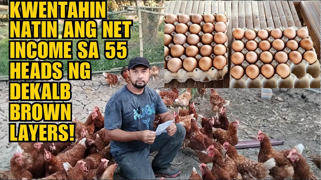 KWENTAHIN NATIN ANG NET INCOME SA 55 HEADS NG DEKALB BROWN LAYERS!