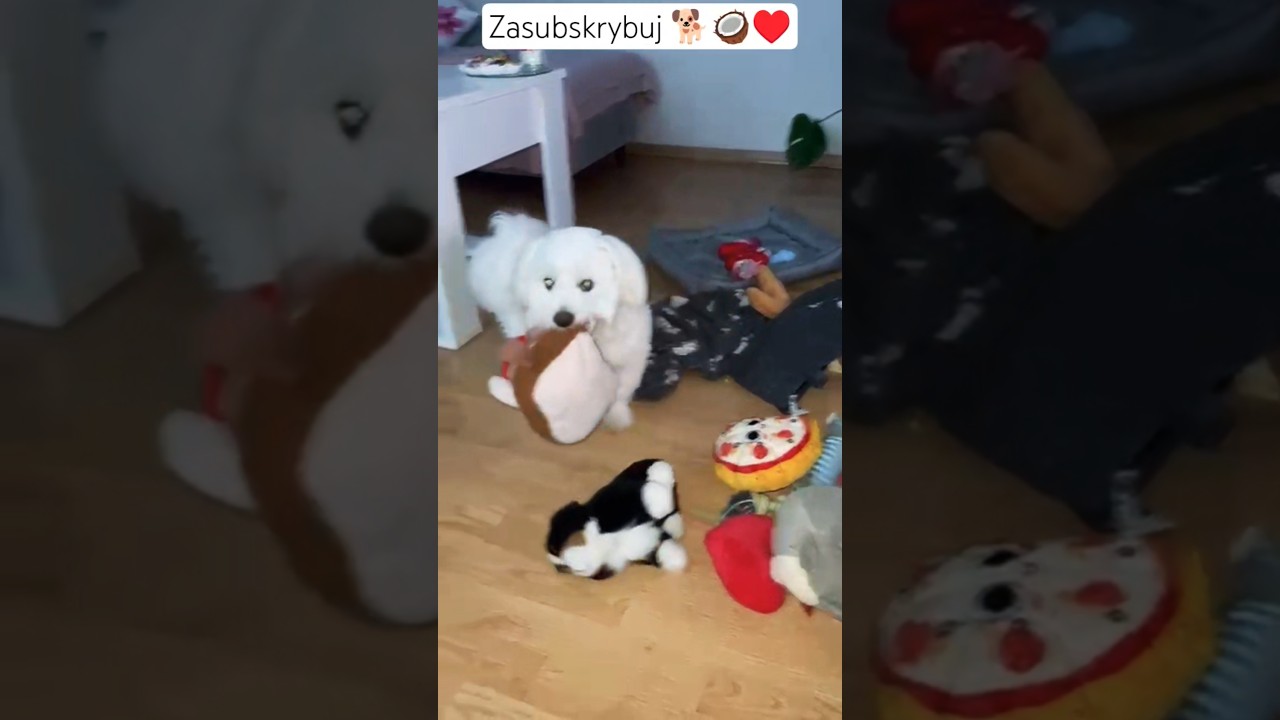 Łobuziak Kokos prosi o wsparcie dla rodziny 🐕🥥&hearts;️😃 #viral #zwierzaki #funny #shorts #trending #cat