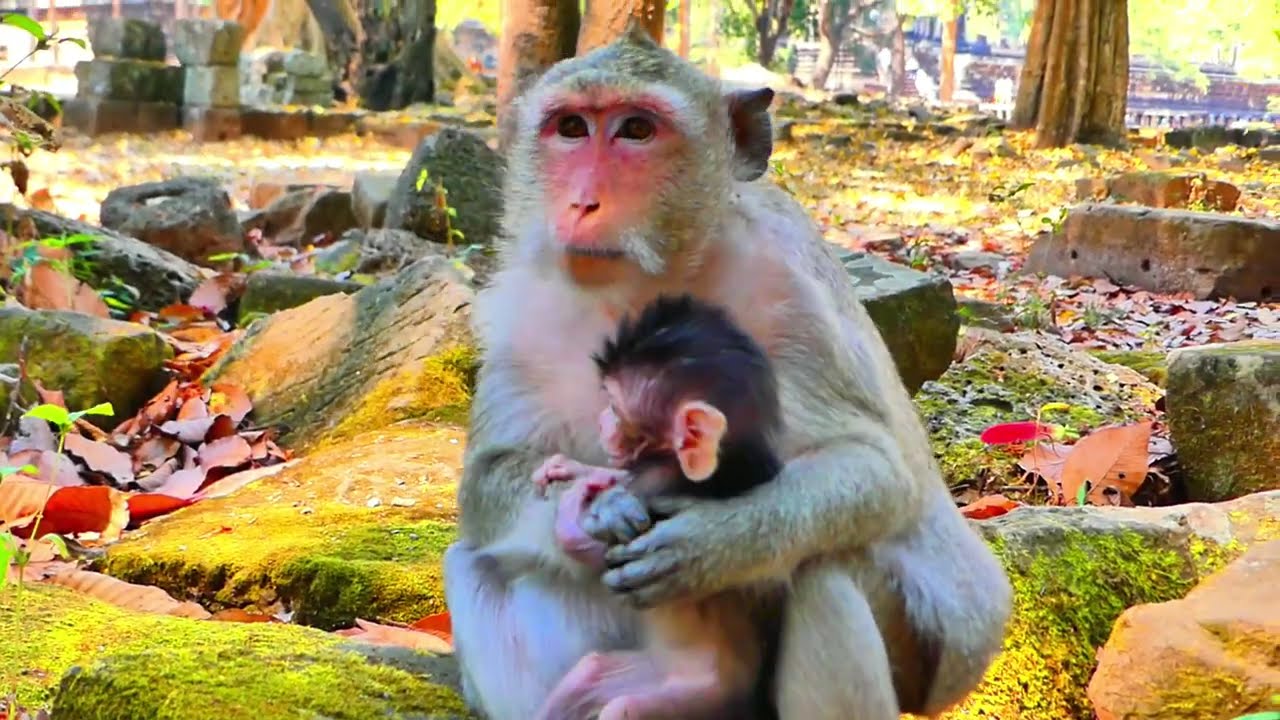 Poor Baby Falls Down Very High Tree After Crazy Mother Rose Attack