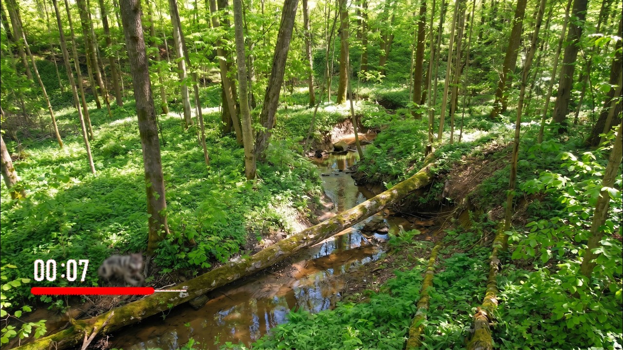 I Left a Camera at a Creek for 365 Days and Captured Every Animal Using This Log!