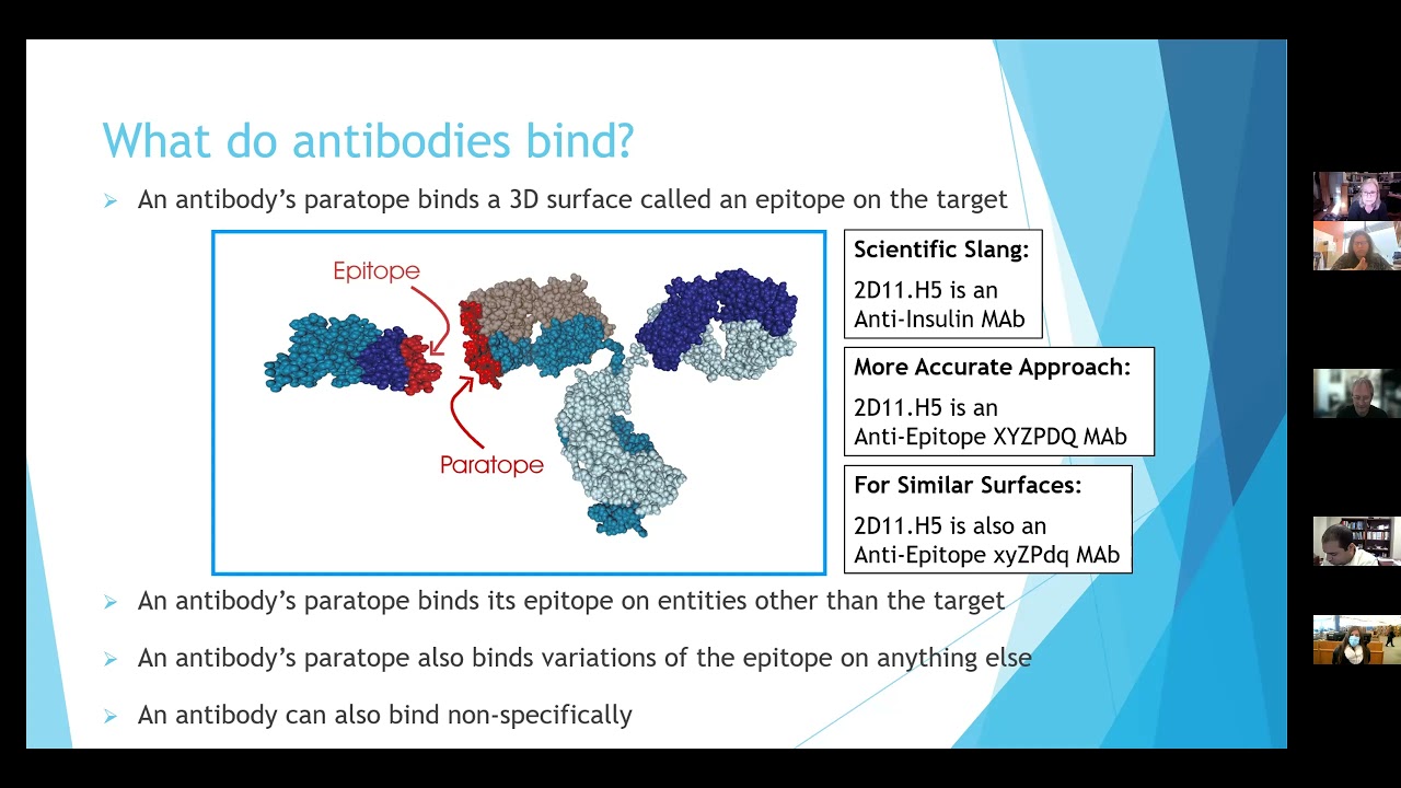 Antibody validation